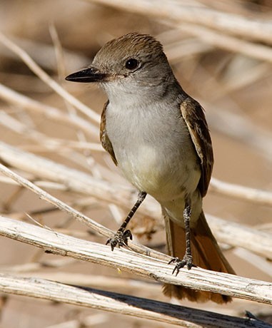 The Brown-Crested Flycatcher.